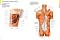 Atlas of Anatomy by Anne M Gilroy: Book Cover
