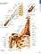Atlas of Anatomy by Anne M Gilroy: Book Cover