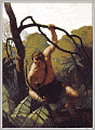 The Return of Tarzan