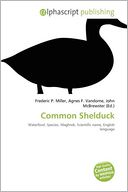 Common Shelduck