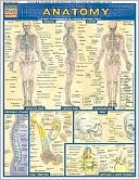Anatomy Laminate Reference Chart: The Most Comprehensive All-In-One Anatomy Chart