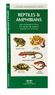 Reptiles and Amphibians: An Introduction to Familiar North American Species