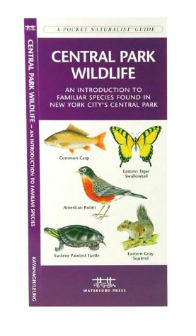 Central Park Wildlife: An Introduction to Familiar Species of Birds, Mammals, Reptiles, Amphibians, Fishes and Butterflies in New York City's Central Park
