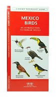 Mexico Birds: An Introduction to Familiar Species