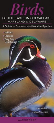 Birds of the Eastern Chesapeake - Maryland and Delaware: A Guide to Common and Notable Species