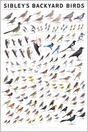 Sibley's Backyard Birds: Western North America