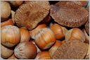 Growing Nuts in the North (Illustrated)