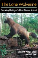 The Lone Wolverine: Tracking Michigan's Most Elusive Animal