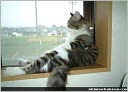 How You Can Train Your Cat Jumping-Running Out The Door, Scratching, You Can Change Their Behavior