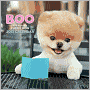 Boo: The Life of the World's Cutest Dog