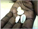 Baracata m&eacute;todo de adivinaci&oacute;n Cowrie