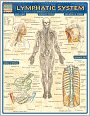 Lymphatic System