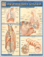 Respiratory System