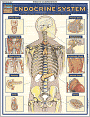 Endocrine System