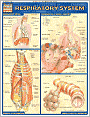 Respiratory System