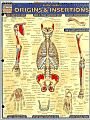 Muscular Origins & Insertions