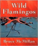 Wild Flamingos