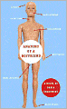 Anatomy of a Boyfriend