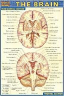 The Brain
