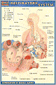 Respiratory System