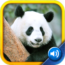 My First Zoo: Sights & Sounds