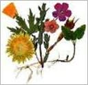 Using Aromatherapy To Heal