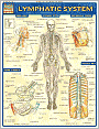 Lymphatic System