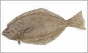 A Beginners Guide to Halibut Fishing
