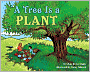 Tree Is a Plant