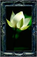 Letting The Lotus Bloom