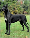 download How to Train a Great Dane book