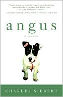 Angus