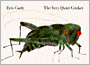 The Very Quiet Cricket