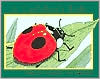 A Ladybug's Life