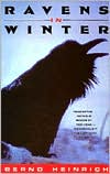 Ravens in Winter