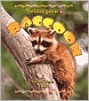 The Life Cycle of A Raccoon