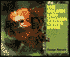 The Golden Lion Tamarin Comes Home