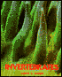 Invertebrates