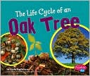 The Life Cycle of an Oak Tree