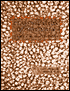 Classification of Mammals: Above the Species Level