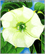 Georgia O'Keeffe: One Hundred Flowers (Mini)