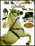 Caballos