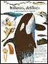 Ballenas, Delfines Y Otros Mamiferos Marinos