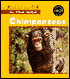 Chimpanzees