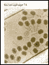 Molecular Biology of Bacteriophage T4