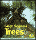 Giant Sequoia Trees