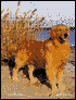 In Praise of Dogs