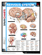 Nervous System (SparkCharts)