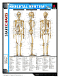 Skeletal System (SparkCharts)