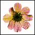 The Afterlife of Flowers